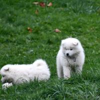 Chiots
