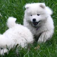 Chiots