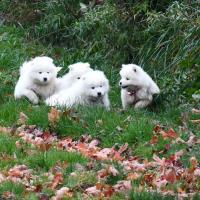 Chiots