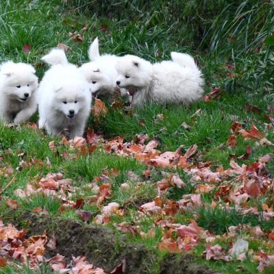 Chiots