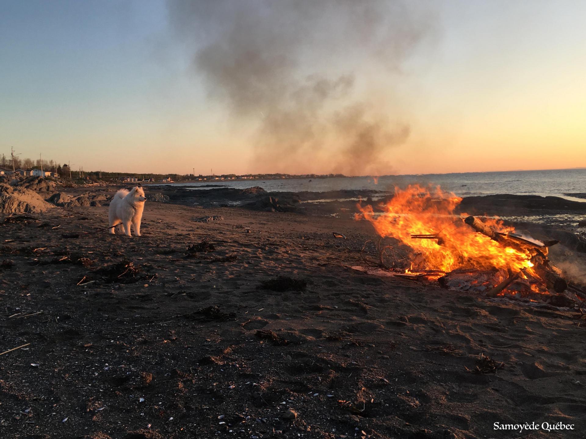 Luna nearby her fire!