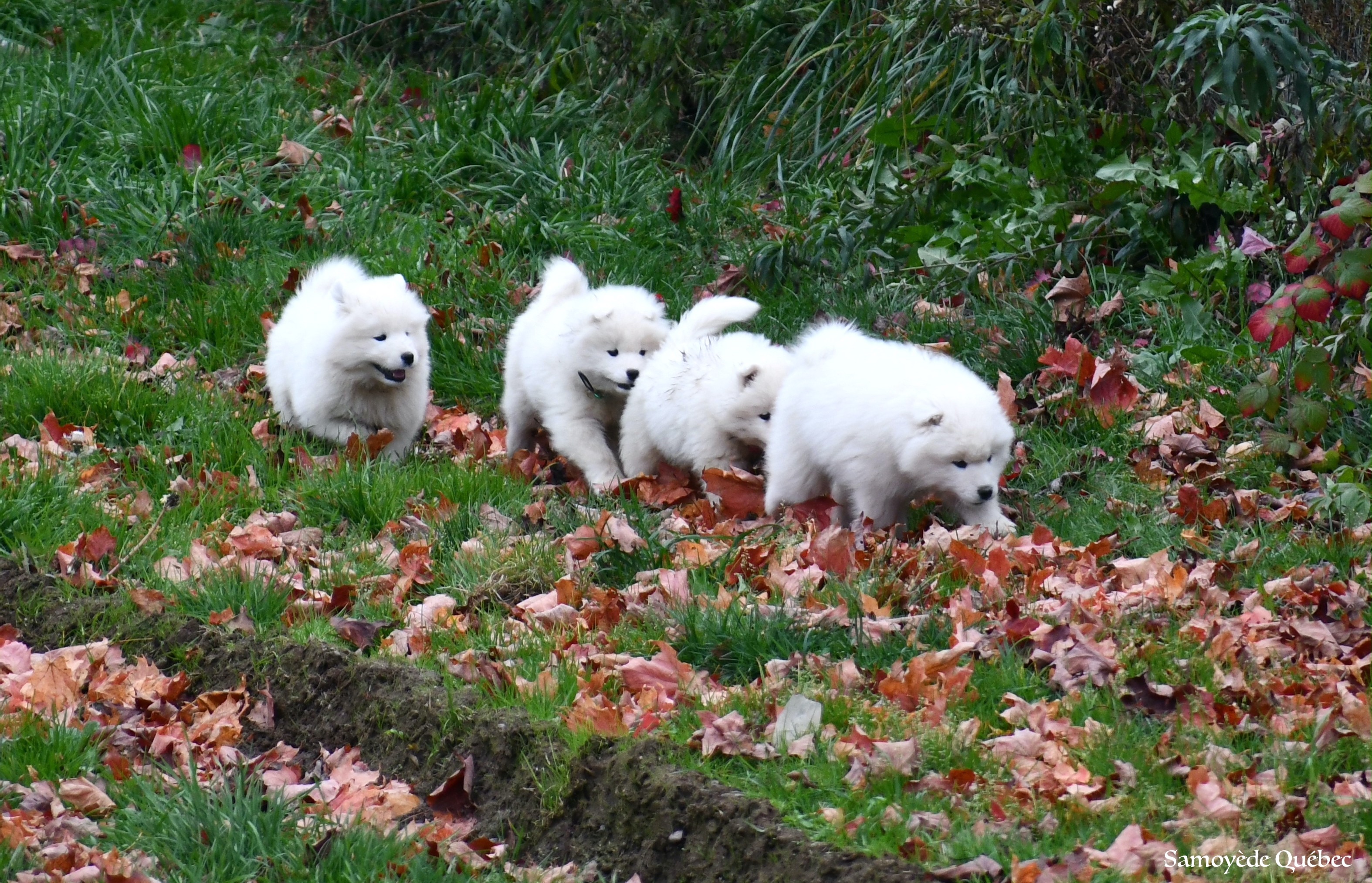 Photos of Samoyed Quebec