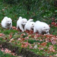 Chiots