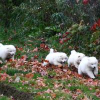 Chiots
