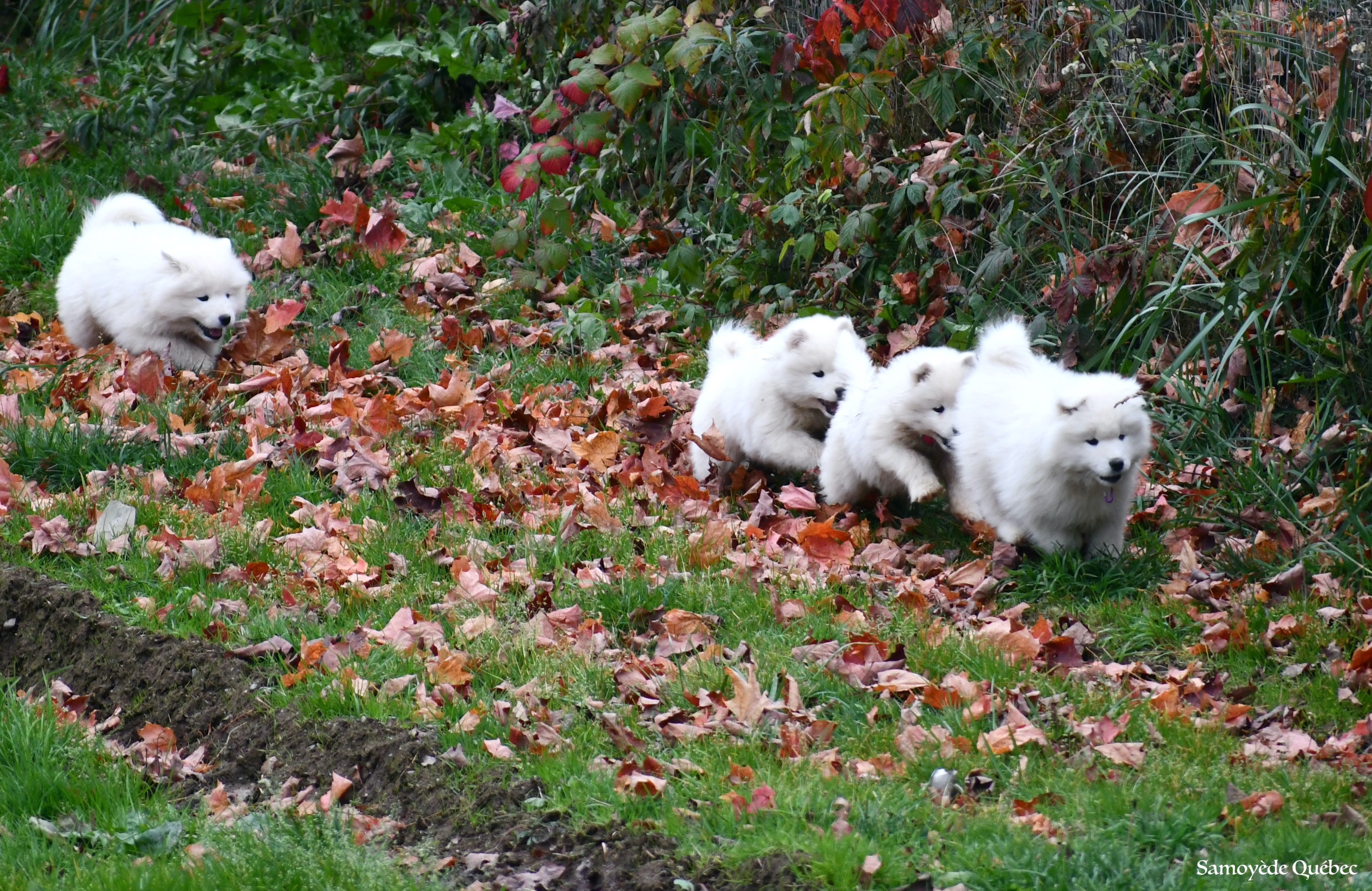 Puppies