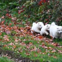 Chiots