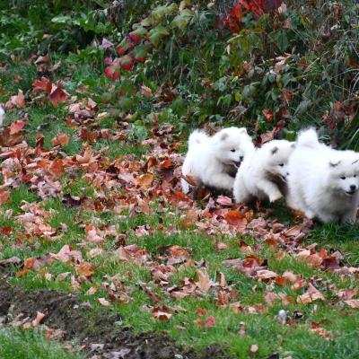 Chiots