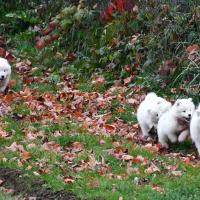 Chiots