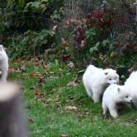 Chiots