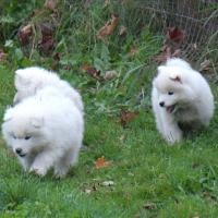 Chiots