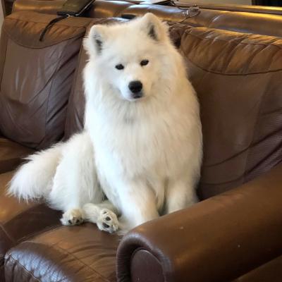 Balto 11 mois