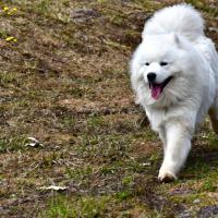Balto 2018-05-06