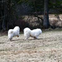 Balto-Lucky 2018-05-06