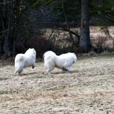 Balto-Lucky 2018-05-06