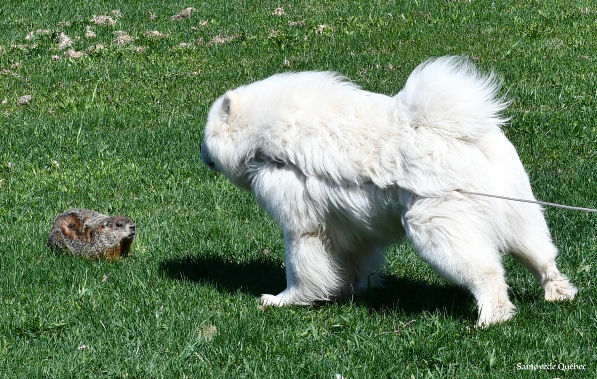 Balto meet a marmot