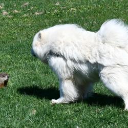 Balto meet a marmot