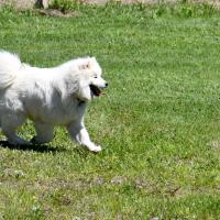 Balto