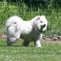 Balto