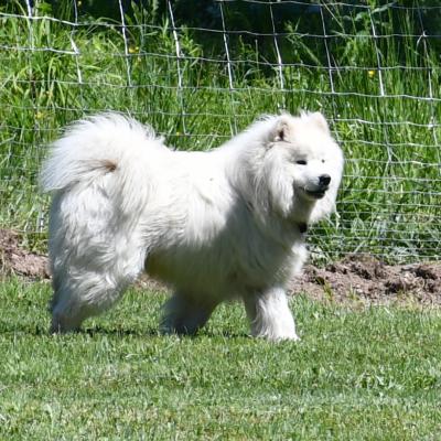 Balto