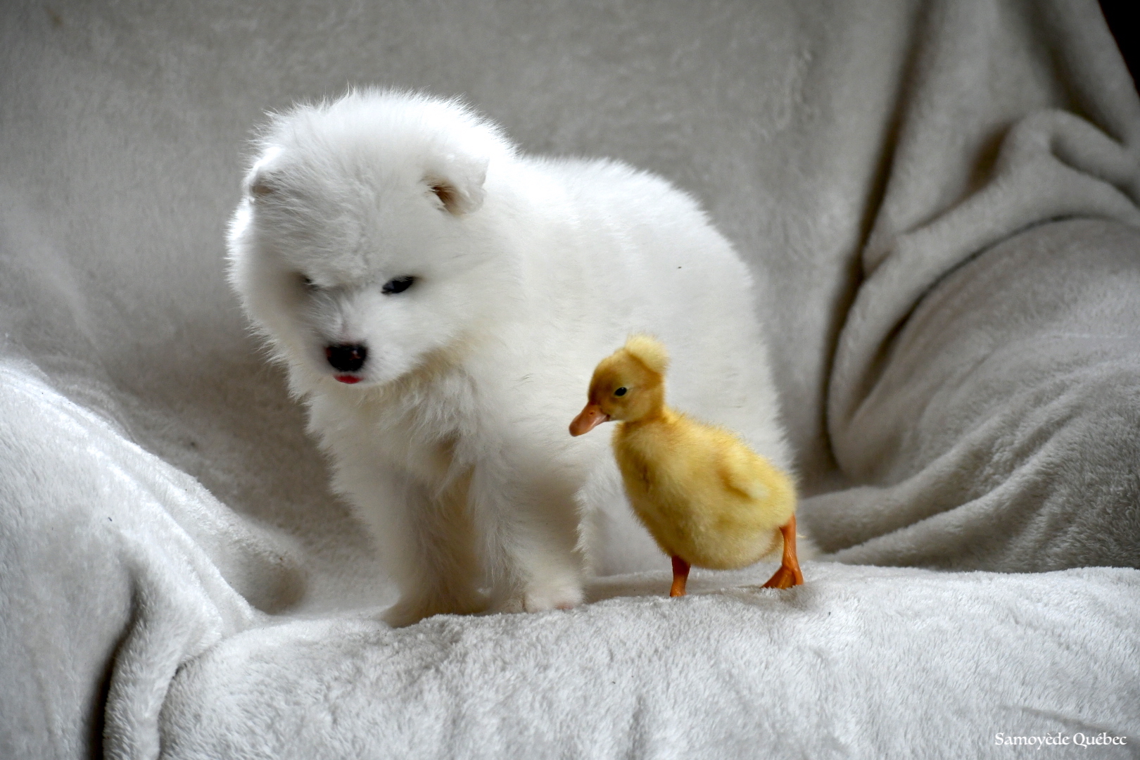 Blue Samoyede Quebec