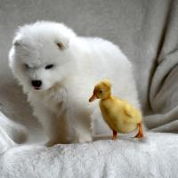 Blue Samoyede Quebec
