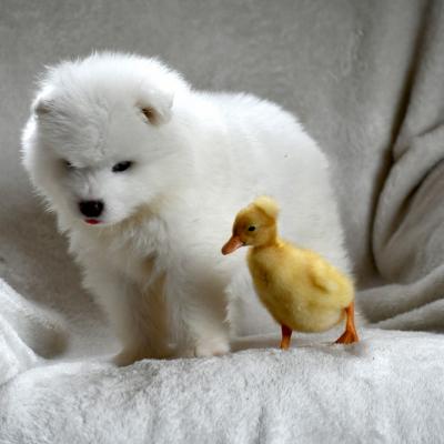 Blue Samoyede Quebec