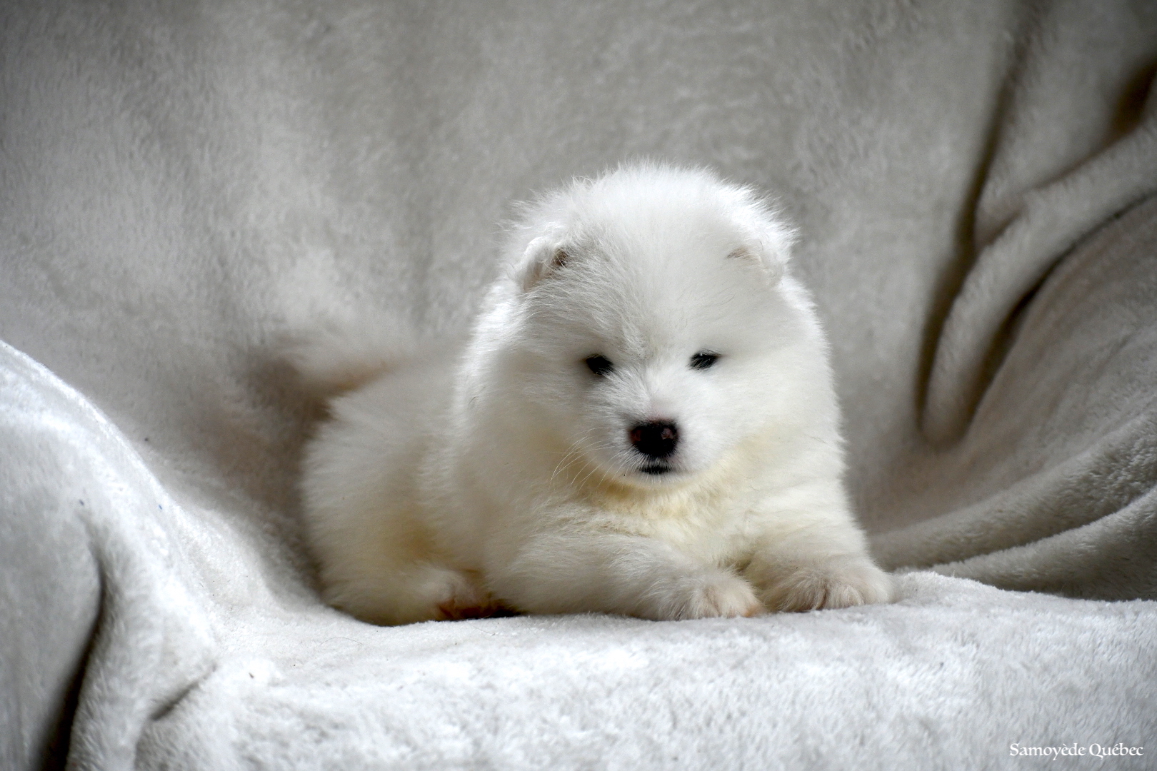 Blue Samoyede Quebec