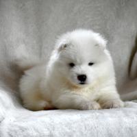 Blue Samoyede Quebec