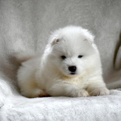 Blue Samoyede Quebec
