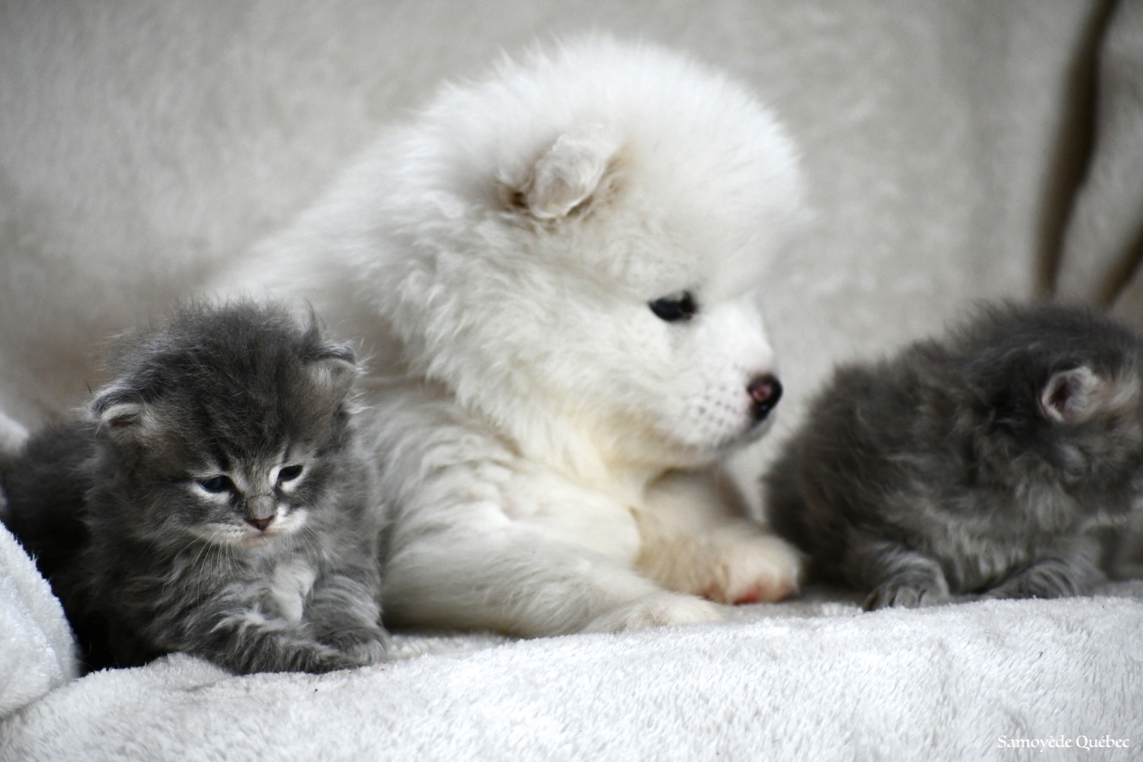 Blue Samoyede Quebec