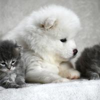 Blue Samoyede Quebec