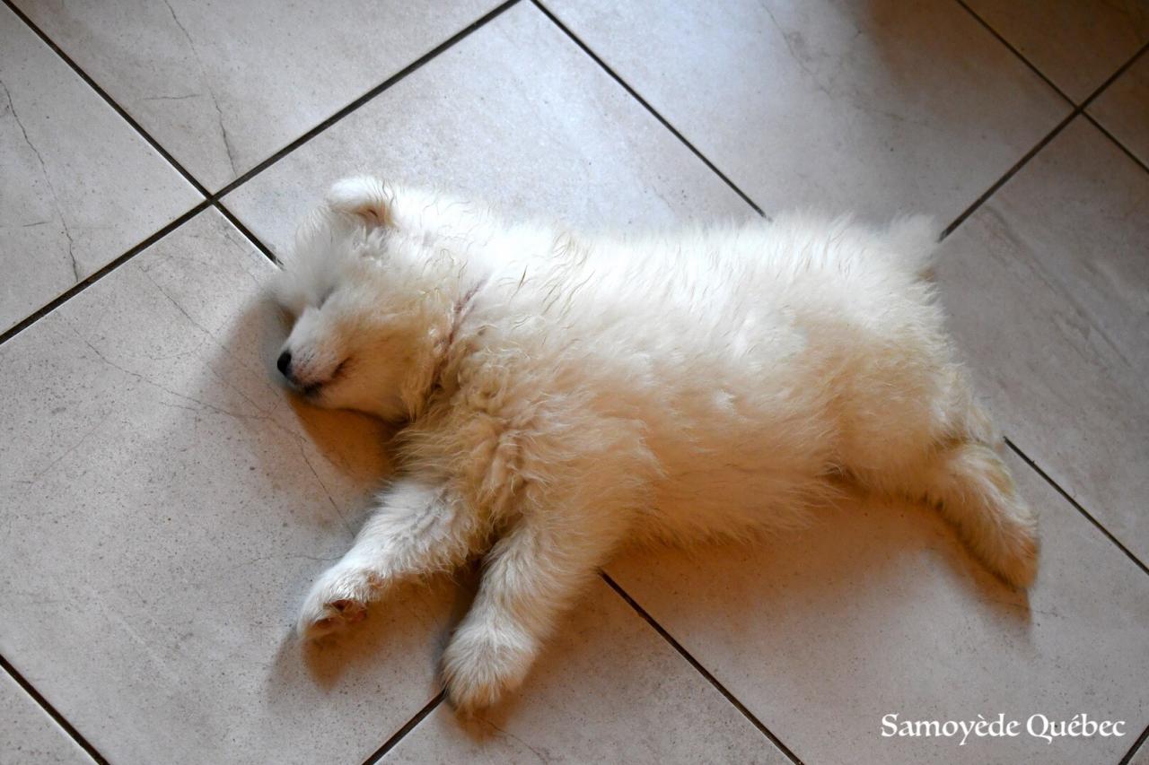 Que c'est épuisant d'être un petit chiot Samoyède!!! 