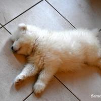 Que c'est épuisant d'être un petit chiot Samoyède!!! 