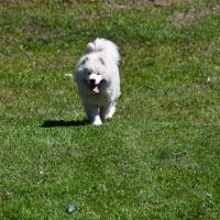 Balto
