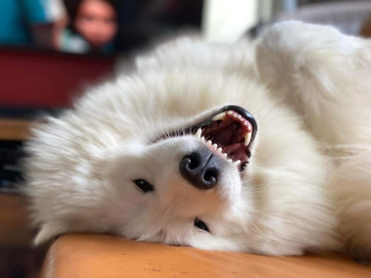 Akela
