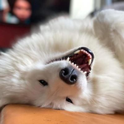 Akela