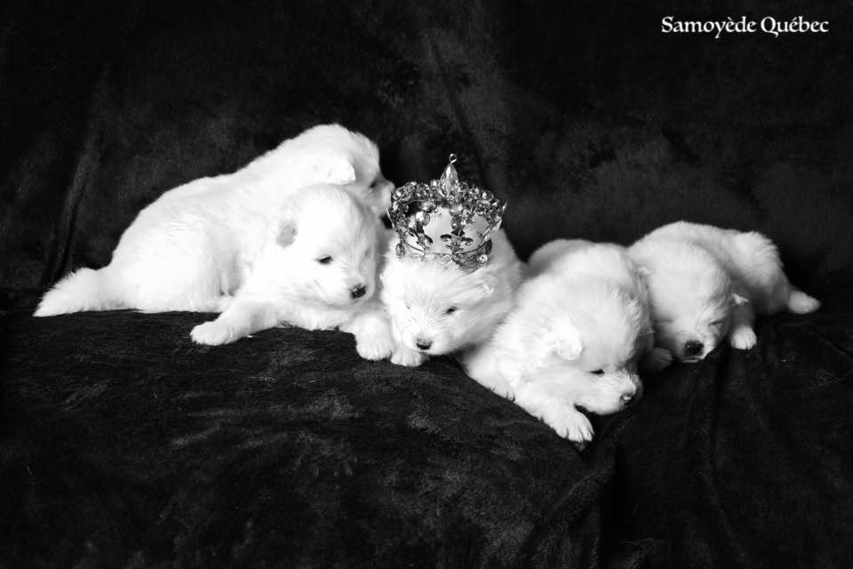 the prince and the princesses - Samoyed Quebec