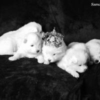 le prince et les princesses - Samoyède Québec