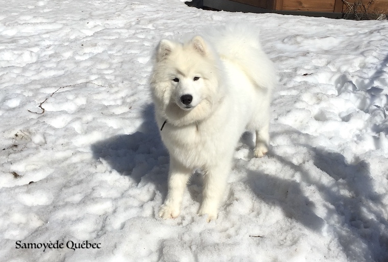 Lucky - Samoyed Quebec