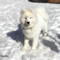 Lucky - Samoyède Québec