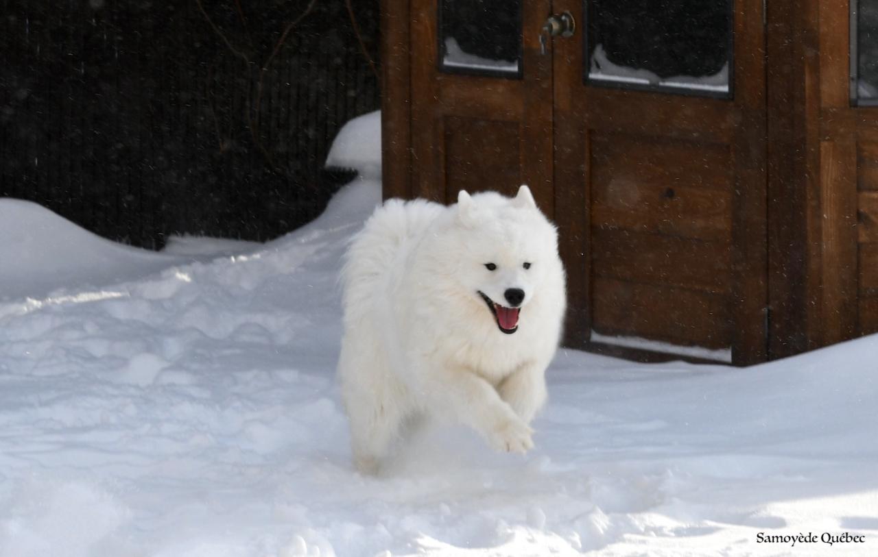 Lucky running in the snow