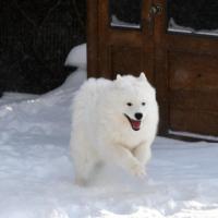 Lucky cours dans la neige