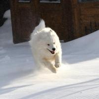 Lucky cours dans la neige
