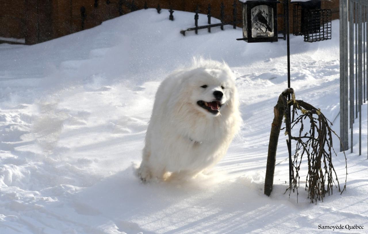 Lucky cours dans la neige