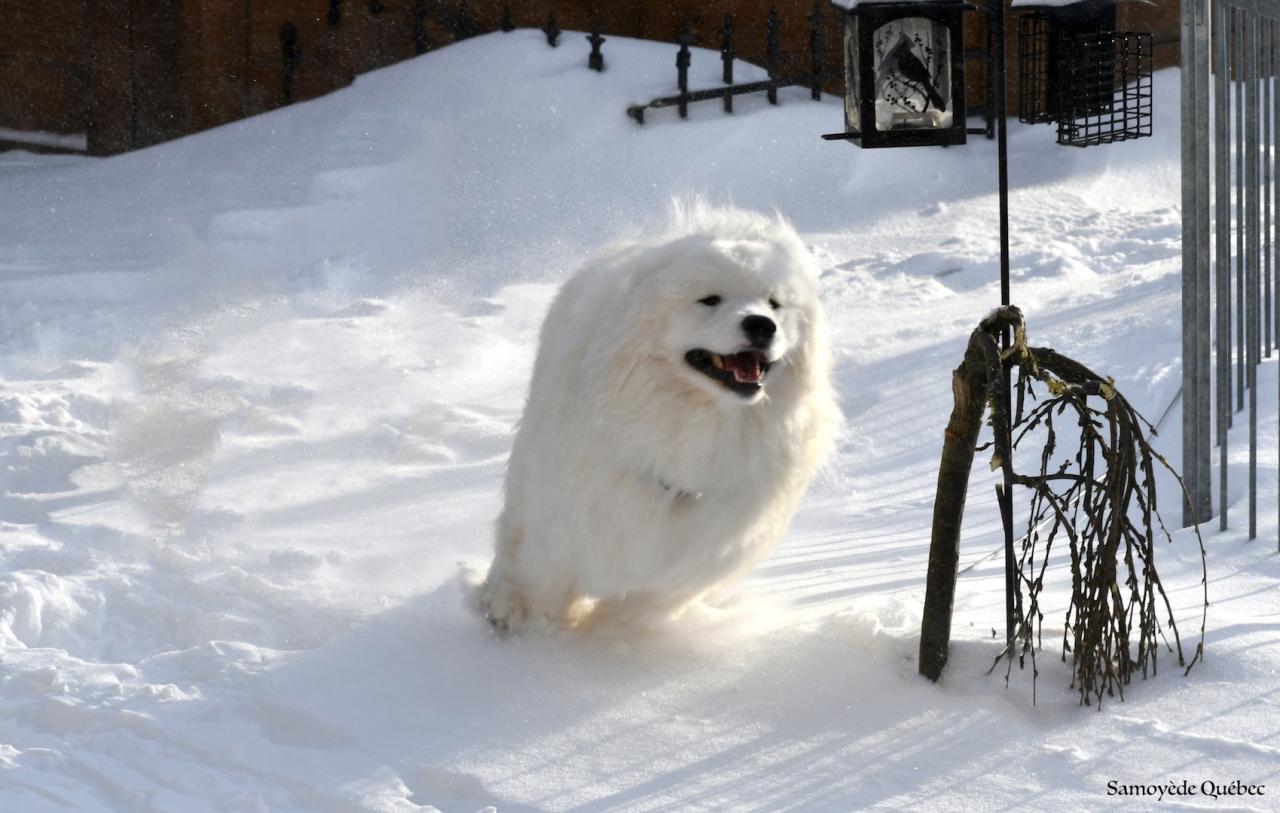 Lucky running in the snow