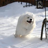 Lucky cours dans la neige
