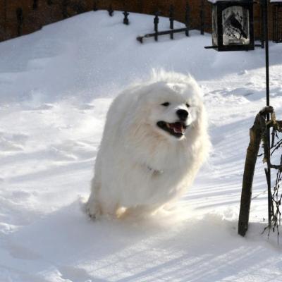 Lucky cours dans la neige