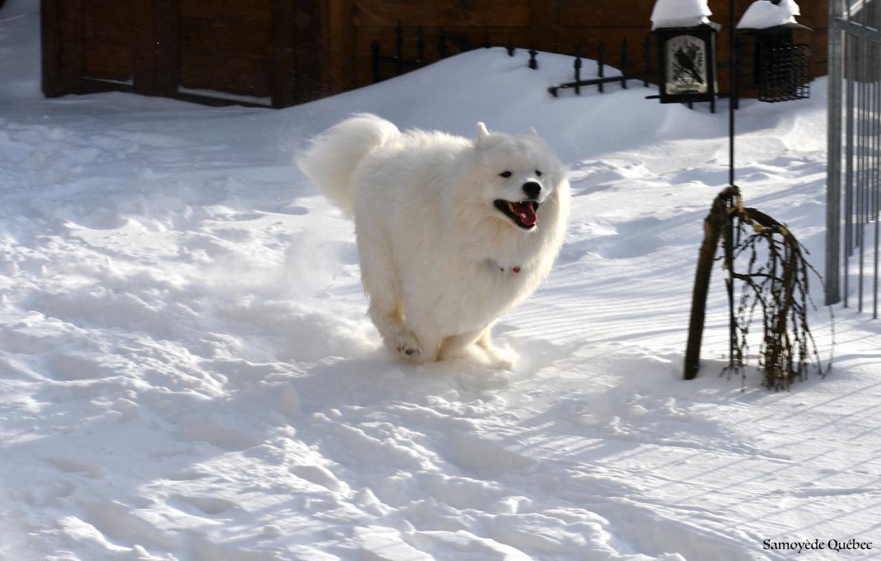 Lucky running in the snow