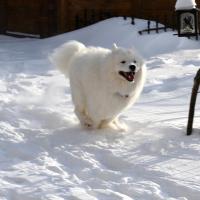 Lucky cours dans la neige