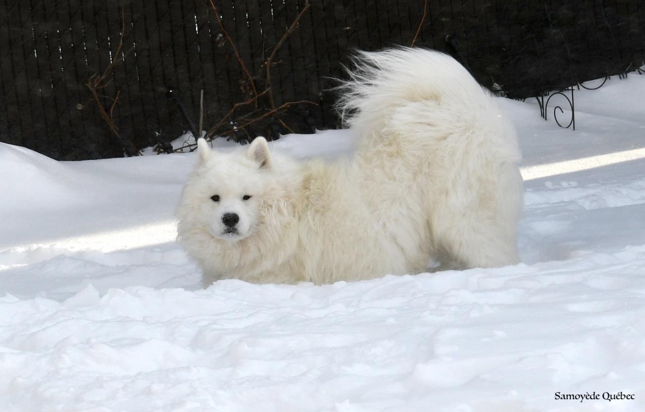 Lucky dans la neige